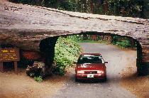 10-08 Sequoia Tunnel Log